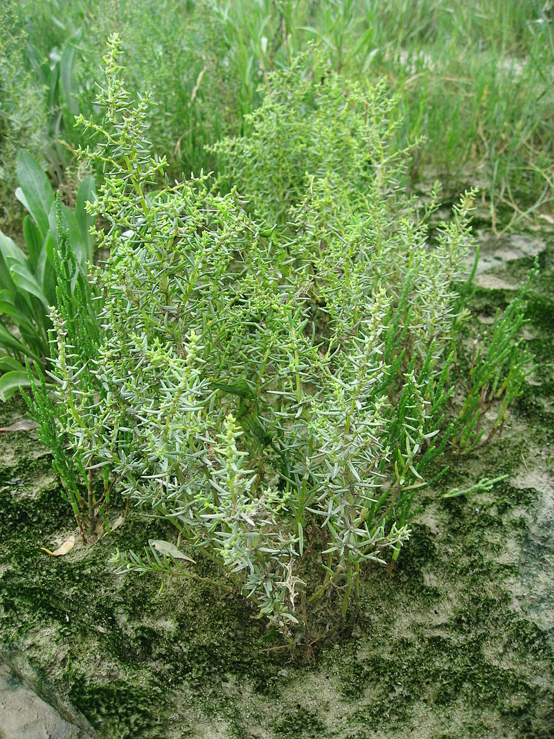 suaeda-maritima