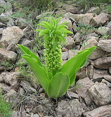 eucomis