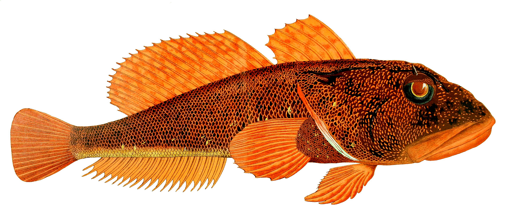 bovichtidae-baligi