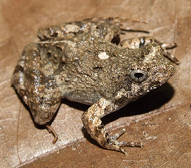 physalaemus-erikae-qurbagasi