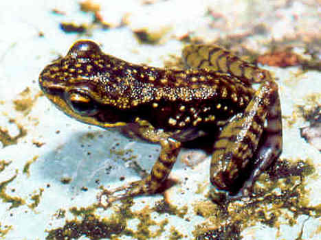 spinomantis-bertini-qurbagasi