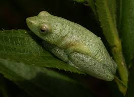 hyperolius-diaphanus-qurbagasi