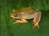 hyperolius-balfouri-qurbagasi