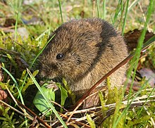 adi-sicovul