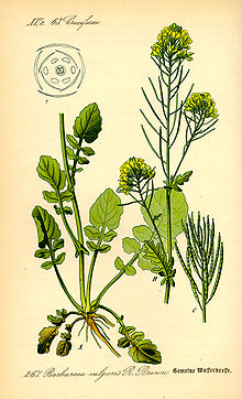 barbarea-vulgaris