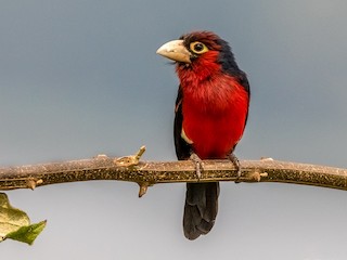 iki-disli-barbet