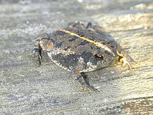 palid-quru-qurbagasi