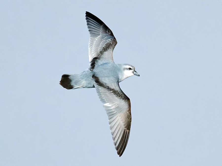 fulmar-priyonu