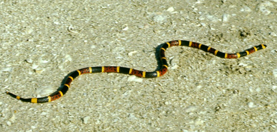 koral-ilanlari