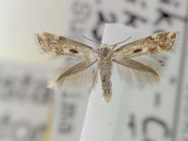 elachista-utonella