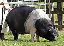british-saddleback-donuz-cinsi