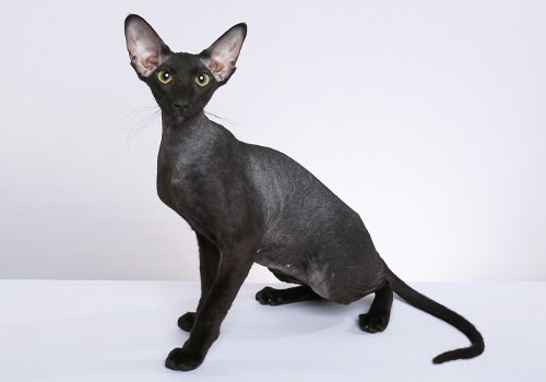 peterbald-pisiyi