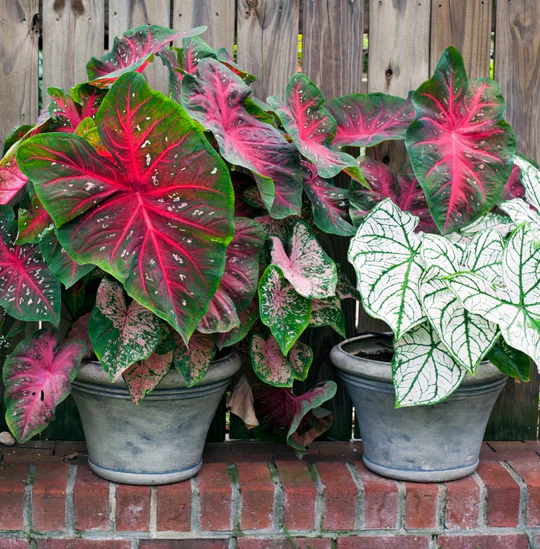 caladium