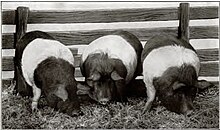 hampshire-donuz-cinsi