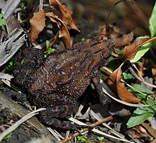 ingerophrynus-quadriporcatus-qurbagasi