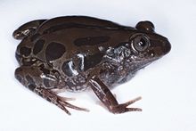kassina-senegalensis-qurbagasi