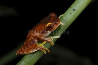 leptomantis-gauni-qurbagasi