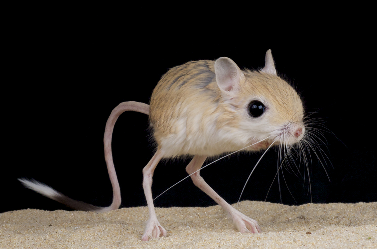 cerboa