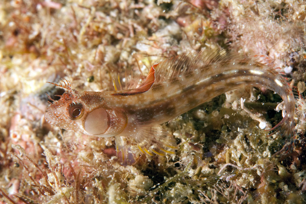 chaenopsidae-ailesi-baliqlari