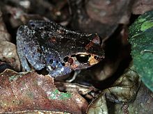 arthroleptis-variabilis-qurbagasi