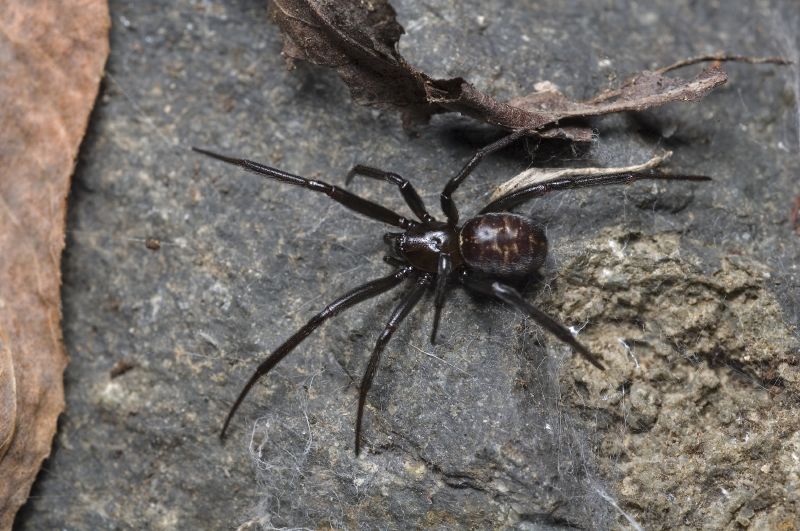 steatoda-capensis-horumceyi