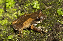 austrochaperina-blumi-qurbagasi