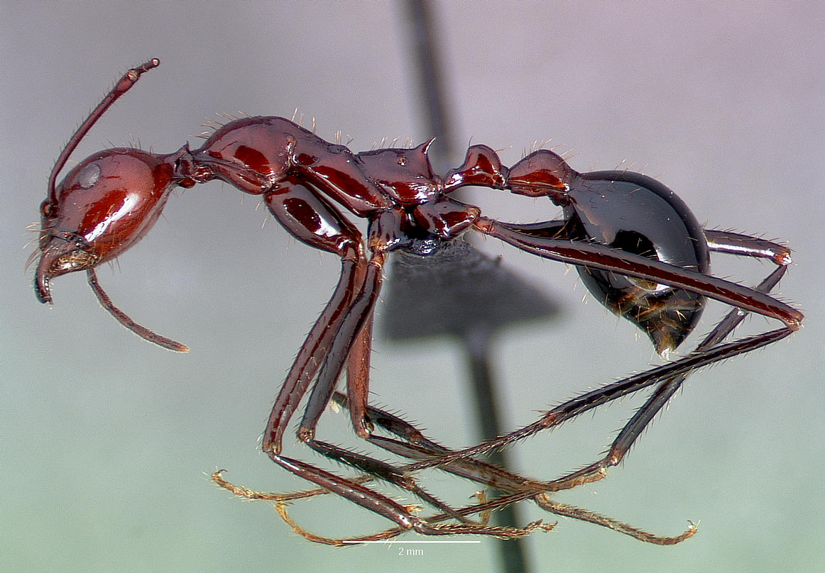 aphaenogaster-qarisqasi