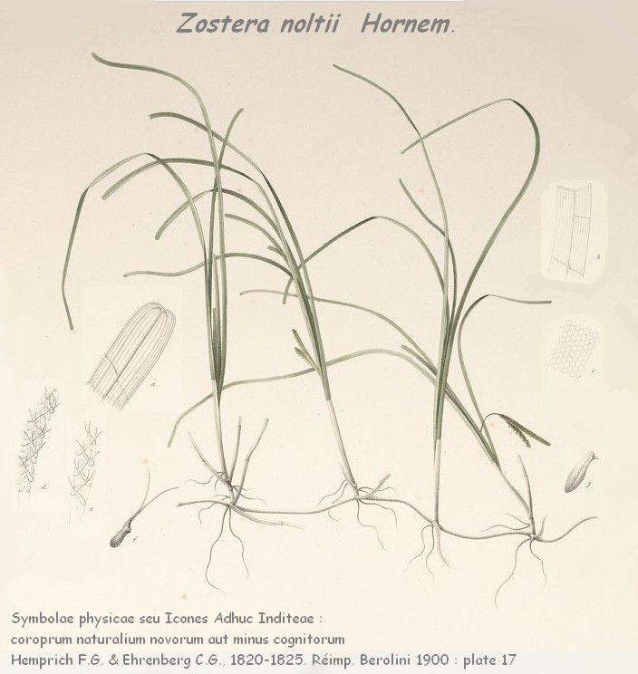 zostera-noltii