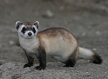 qaraayaq-dele-porsugu