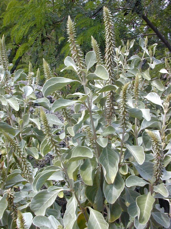achyranthes