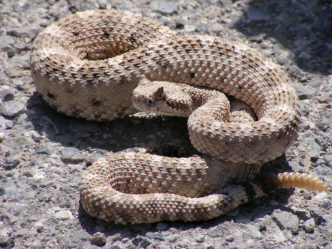 crotalus-cerastes-ilani