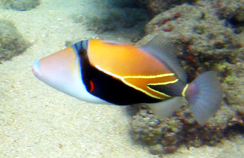 reef-triggerfish-baligi