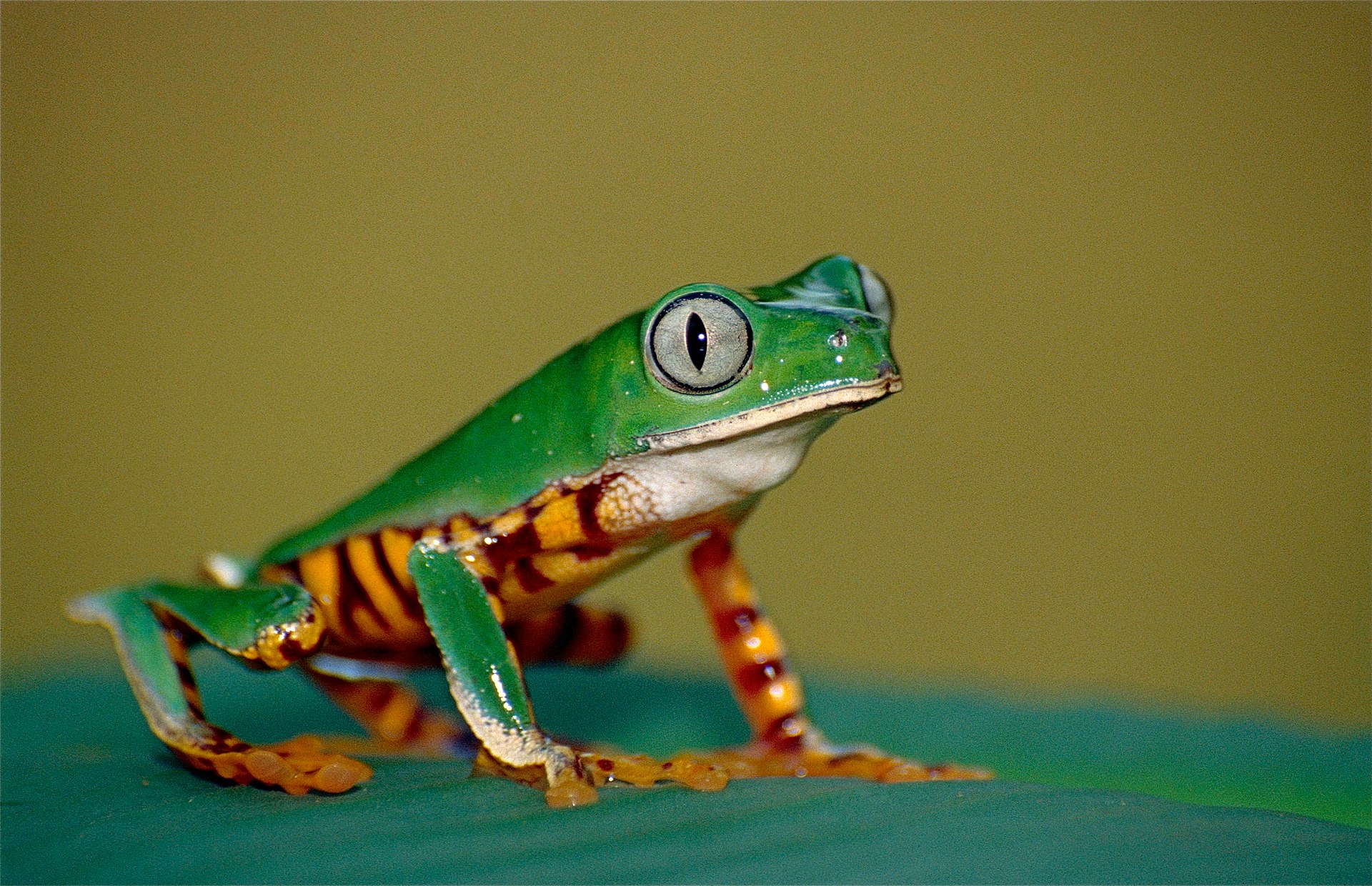 callimedusa-tomopterna-qurbagasi