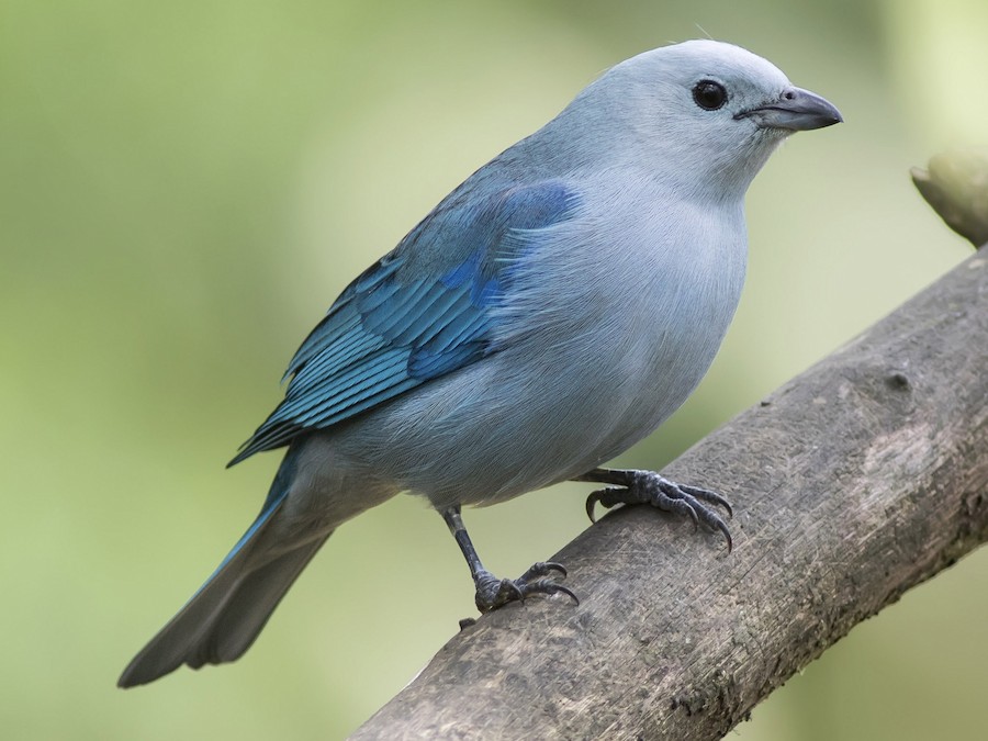 mavi-boz-tanager