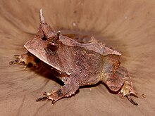 proceratophrys-boiei-qurbagasi