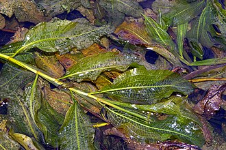 potamogeton-lucens