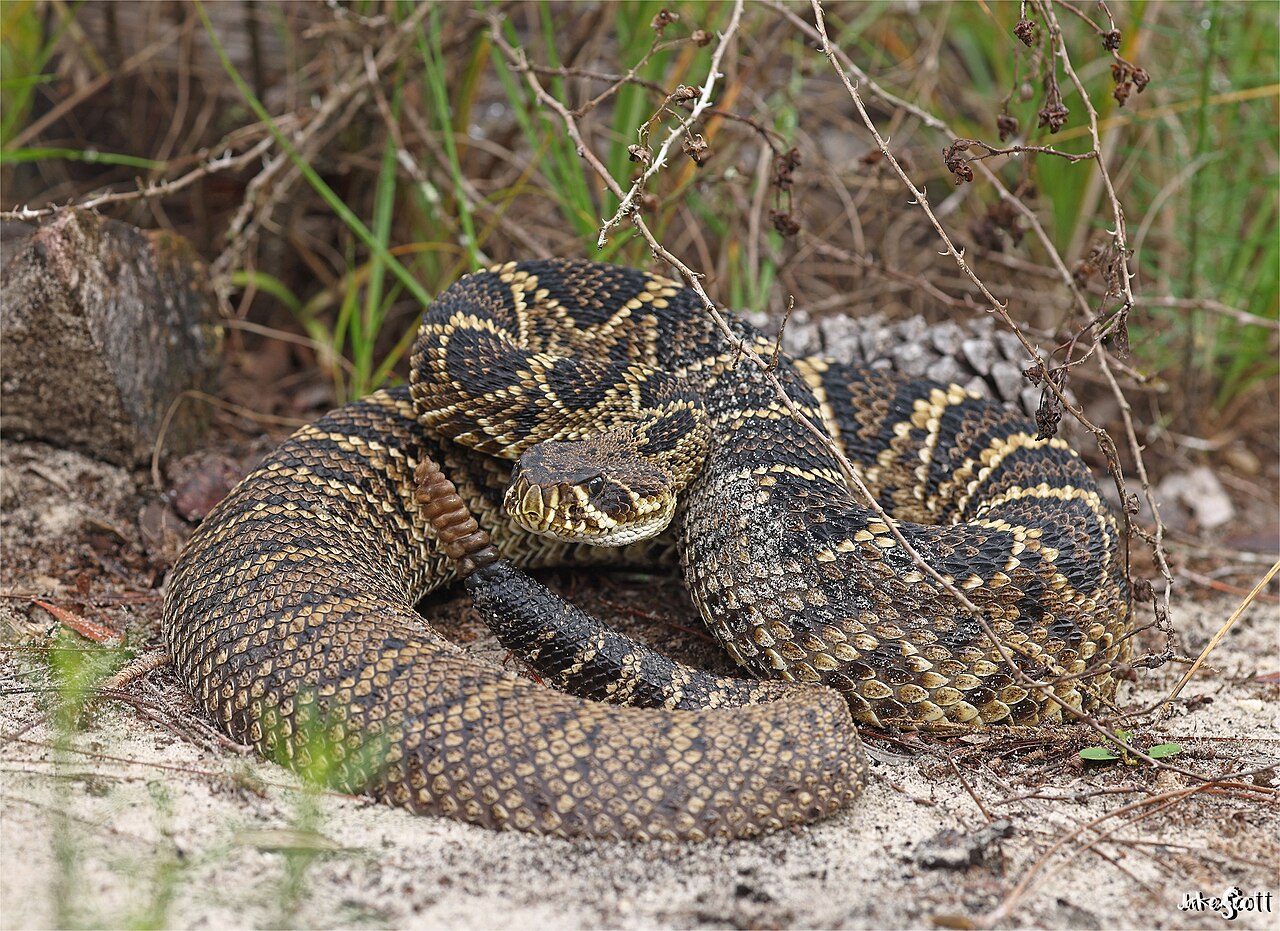 crotalus-adamanteus-ilani